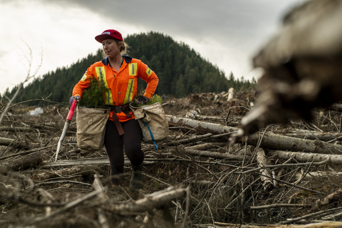 One Million Trees documentary uncovers the roots of the tree planting ...